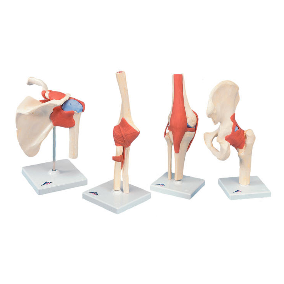 Manikin Model Knee & Hip available in online  pharmacy qatar, doha 